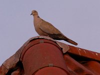 DSC 2759-Taube-fc