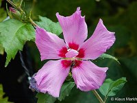 DSC00131 Hibiskus-fc