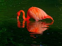 DSC 4793 Flamingo-fc