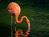 DSC 4820 Flamingo-fc