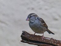 DSC 8872 -Spatz-fc