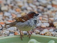 DSC 8882 DSpatz.-fcpg
