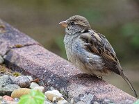 DSC 8938 D-Spatzj.-fcpg