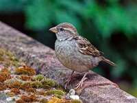 DSC 9053 Spatz.-fcjpg