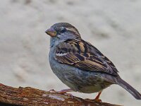 DSC 9063 DSpatzjpg