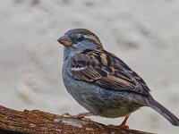 DSC 9063 Spatz.-fc
