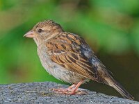 DSC 9118 -Spatz.-fc
