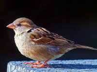 DSC 9173 -Spatz.-fc