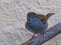 DSC 9294 -Spatz-fcjpg
