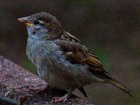 DSC 9305 -Spatz-fc