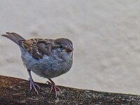 DSC 9314 -Spatz-fc