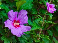 DSC 9326 -Hibiskus-fc