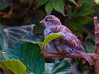 DSC 9408 -Spatz-fc