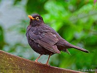 DSC 8022 Amsel-fc