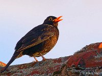 DSC 8373 Amsel-fc