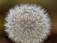 DSC 8853 Pusteblume