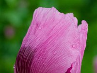 DSC 8923 lila-Mohn-fc