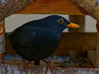 DSC 5154 Amsel-i-Hs-fc