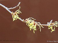 DSC 5631 gelber-Hamamelis-fc