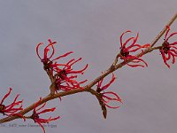 DSC 6477 roter-Hamamelis-fc