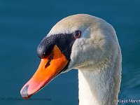 DSC 6675 Portr-Hoeckerschwan-fc