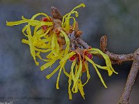 DSC 8129 GELBER-Hamamelis-fc