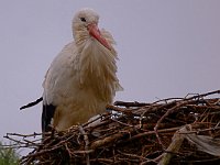 DSC 0453 Storch-a-Nest-fc