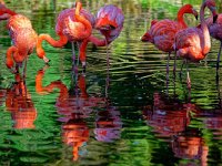 DSC 8485 Flamingos-fc