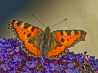 DSC 4476 Schmetterling-fc