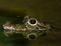 IMG 3519 Krokodil
