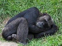 IMG 2010 Schimpanse