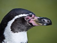 DSC 0444 Pinguin