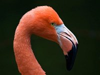 38K3387 Flamingokopf