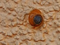 DSC00056  Schnecke