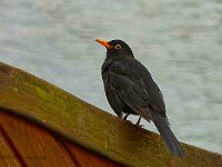 DSC00076 Amsel