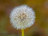 DSC00160 Pusteblume