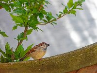 DSC0023 Spatz