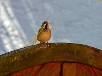 DSC00235 Spatz