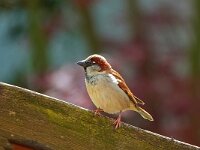 DSC00237 Spatz