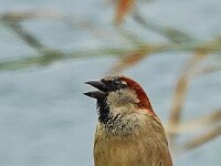 DSC00252 Spatz