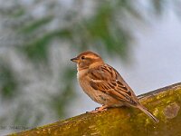 DSC 7864D Spatz