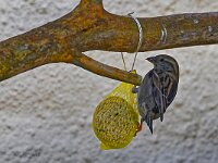 DSC 7932 Spatz