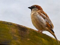 DSC 7940 Spatz