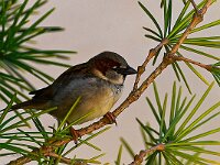 DSC 8011 Spatz
