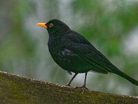 DSC 9203 Amsel