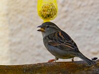 DSC 9268 Spatz m Knoedel