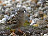 DSC 9443 Spatz