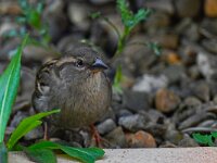 DSC 9449 Spatz