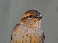 DSC 9532 Spatz