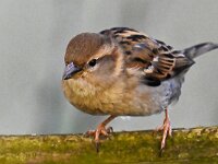 DSC 9535 Spatz
